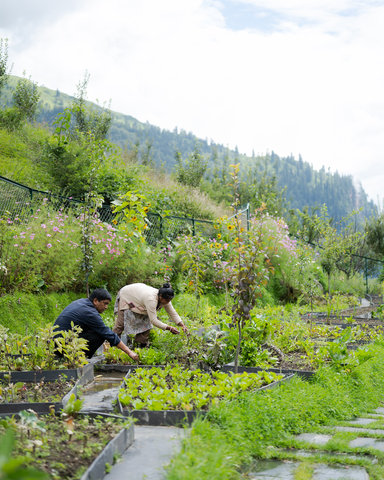 Kitchen Garden