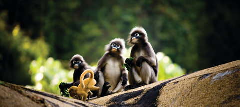 RAYAVADEE - Photo 66