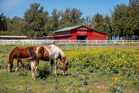 RITZ CARLTON OAHU TURTLE BAY - Photo 93