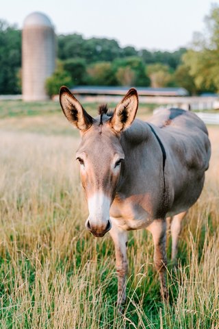 animal
