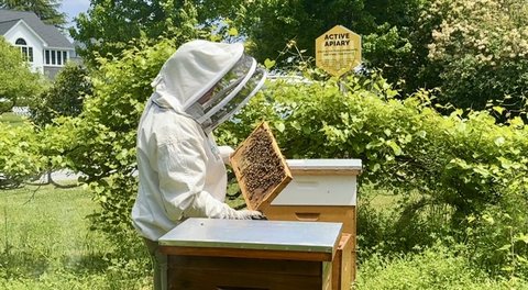 BEEKEEPING