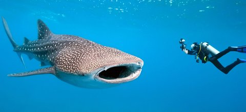 Thanda Island Activities Excursion Whale Sharks Conservation