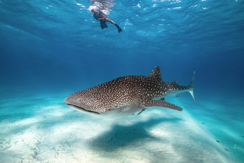 Thanda Island Activities Excursion Whale Sharks Conservation ret