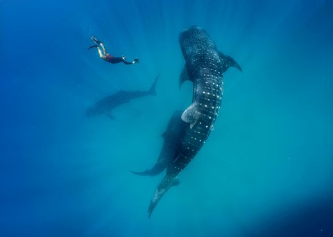 Thanda Island Activities Excursion swimming with Whale Sharks