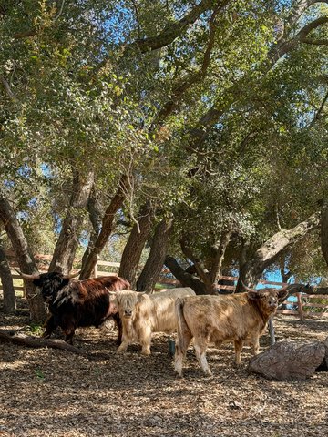 CALAMIGOS RANCH RESORT AND SPA - Photo 60