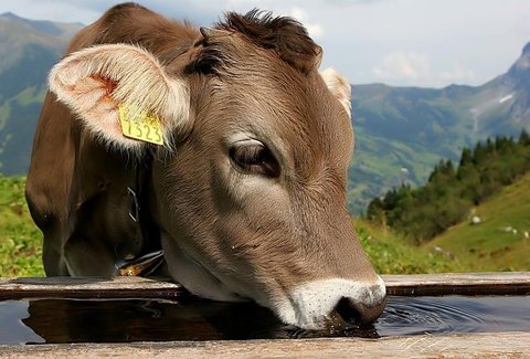 ROMANTIK HOTEL SCHWEIZERHOF - Photo 37