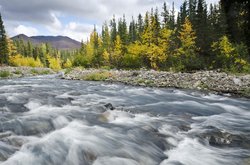  - McKinley Creekside Cabins Denali National Park