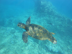  - Four Seasons Oahu at Ko Olina Hotel