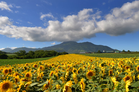 KASARA NISEKO VILLAGE - Photo 11