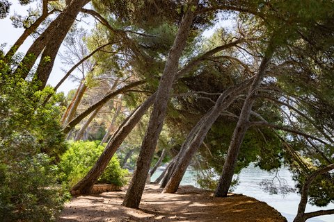 FOUR SEASONS RESORT MALLORCA AT FORMENTOR - Photo 11