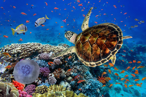 Dive into wonders at Tennessee Aquarium!