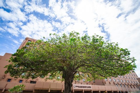 Gajumaru Tree at entrance
