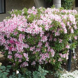  - Garden Inn & Suites Glendora - I-210, Exit 42