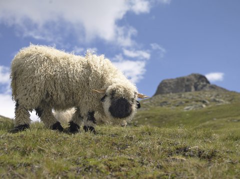 RIFFELALP RESORT 2222M - Photo 33