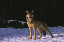  - Rusty Parrot Lodge & Spa Jackson