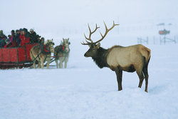  - Rusty Parrot Lodge & Spa Jackson