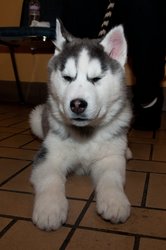  - Fitgers Inn Duluth - I-35, Exit 256B