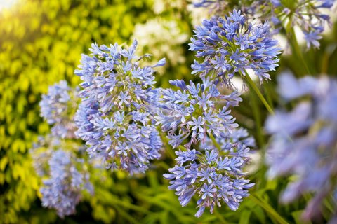 PUENTE ROMANO MARBELLA - Photo 31