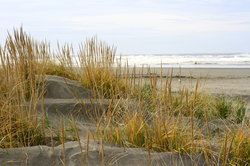  - Polynesian Resort Ocean Shores