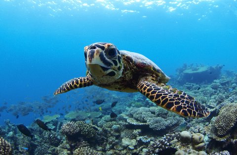 FOUR SEASONS LANDAA GIRAAVARU - Photo 27