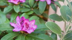  - Inn at Virginia Mason Seattle - I-5, Exits 164A & 165B