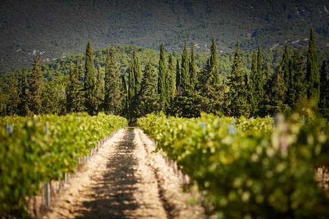 DOMAINE DE FONTENILLE - Photo 34