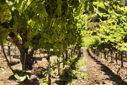  - Rosewood Sand Hill Hotel Menlo Park - I-280, Exit 24