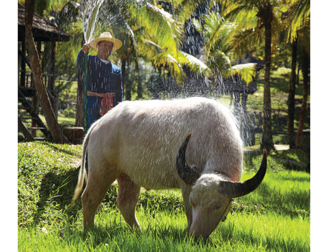 FOUR SEASONS RESORT CHIANG MAI - Photo 54