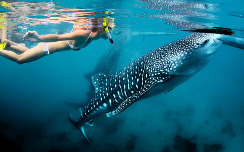 Swimming With Whale Sharks