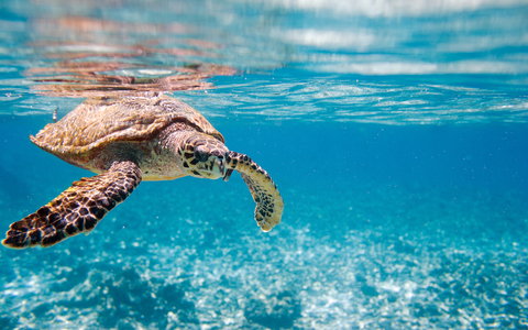 Turtle