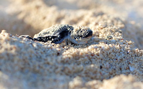 Turtle Nesting