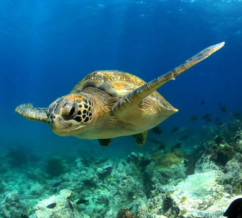 Turtle swimming