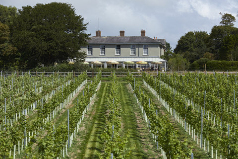 Vineyard