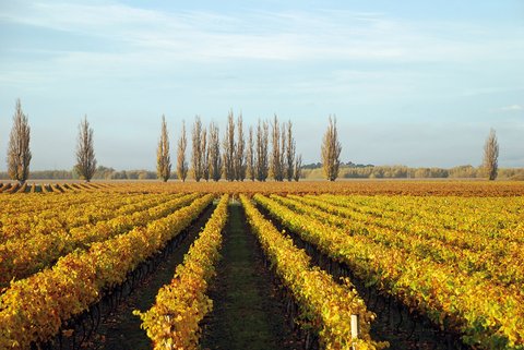 ROSEWOOD CAPE KIDNAPPERS - Photo 15