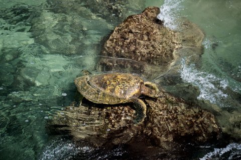 THE RITZ-CARLTON KAPALUA - Photo 46