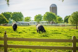  - Fearrington House Country Inn Pittsboro