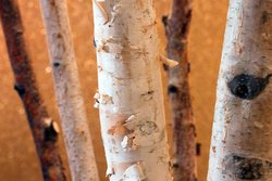  - Westin North Shore Hotel Wheeling