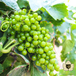  - Carter Estate Winery Resort Temecula