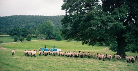 Another Place SUPSheep Sideways