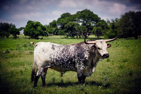 JW MARRIOTT SAN ANTONIO HILL COUNTRY RESORT & SPA - Photo 111