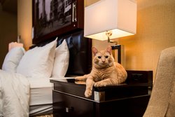  - Algonquin Hotel New York