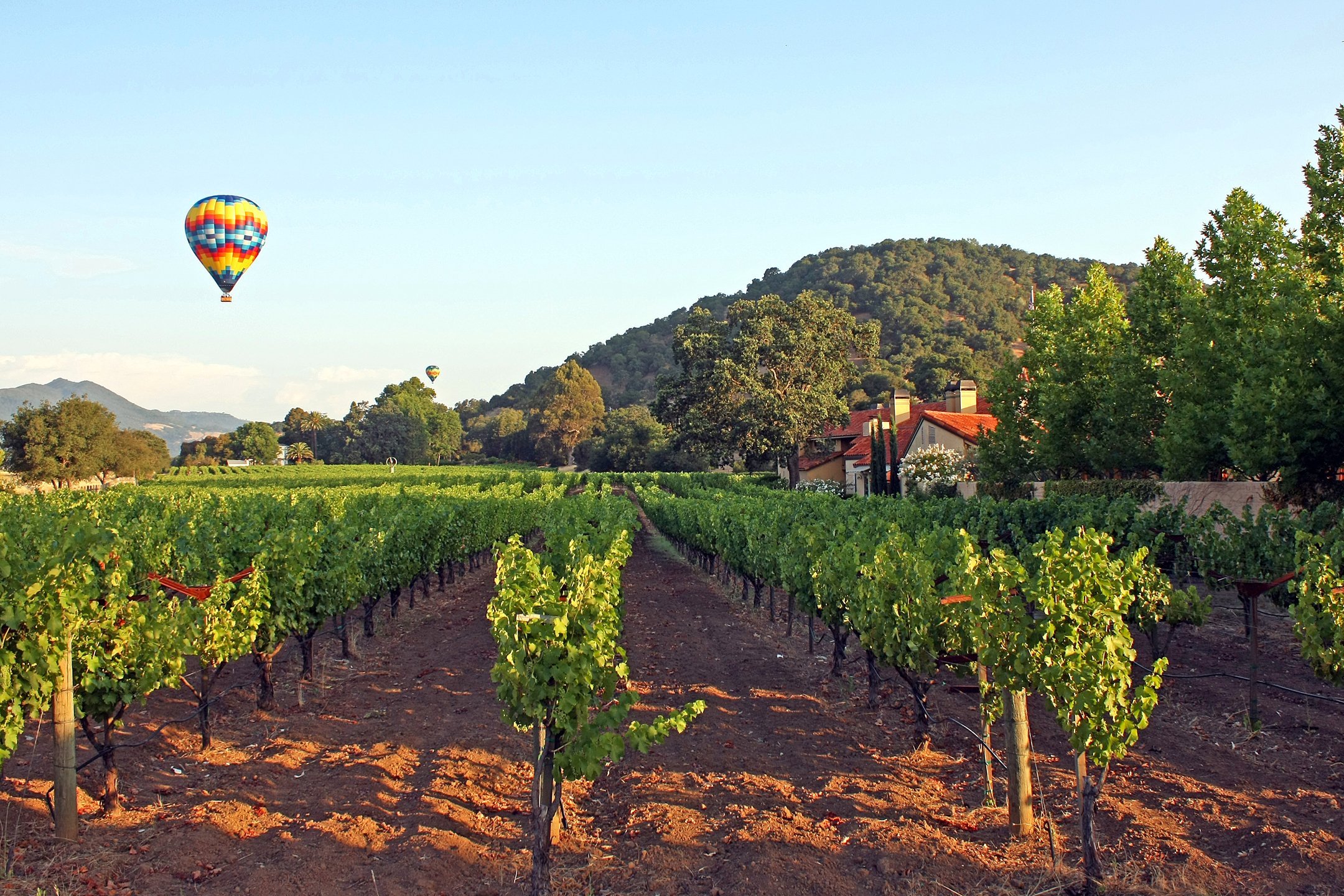 Side Vineyard With Air Balloon