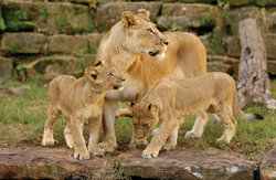  - Holiday Inn Express & Suites West Fort Worth - I-30, Exit 7A