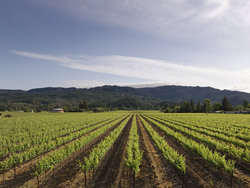  - Harvest Inn St Helena