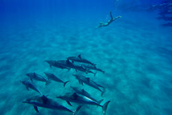  - Four Seasons Resort Hualalai Hotel Kailua-Kona