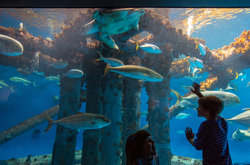  - Staybridge Suites Corpus Christi