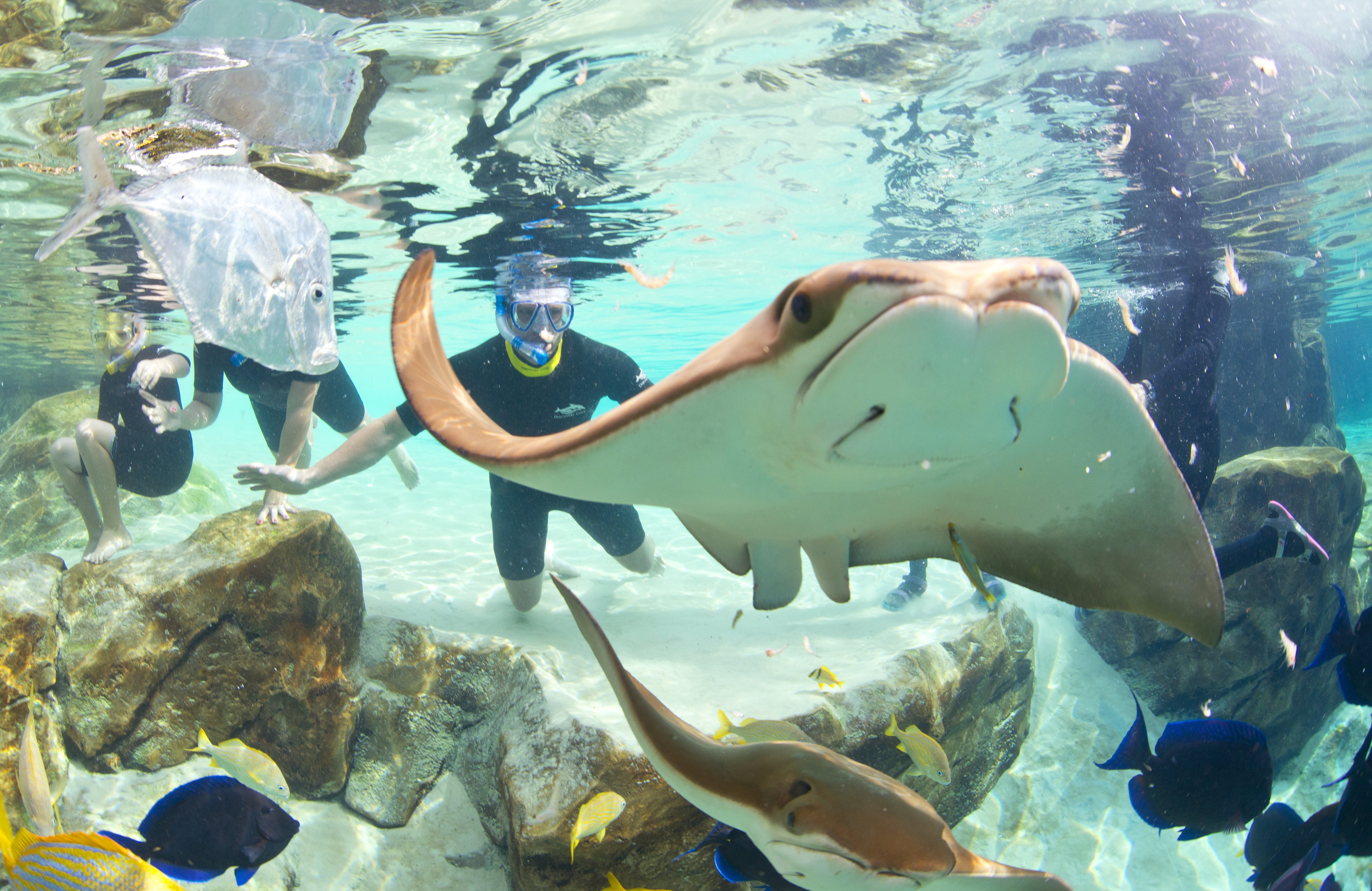 Stingray's soar through the water over at Discovery Cove.