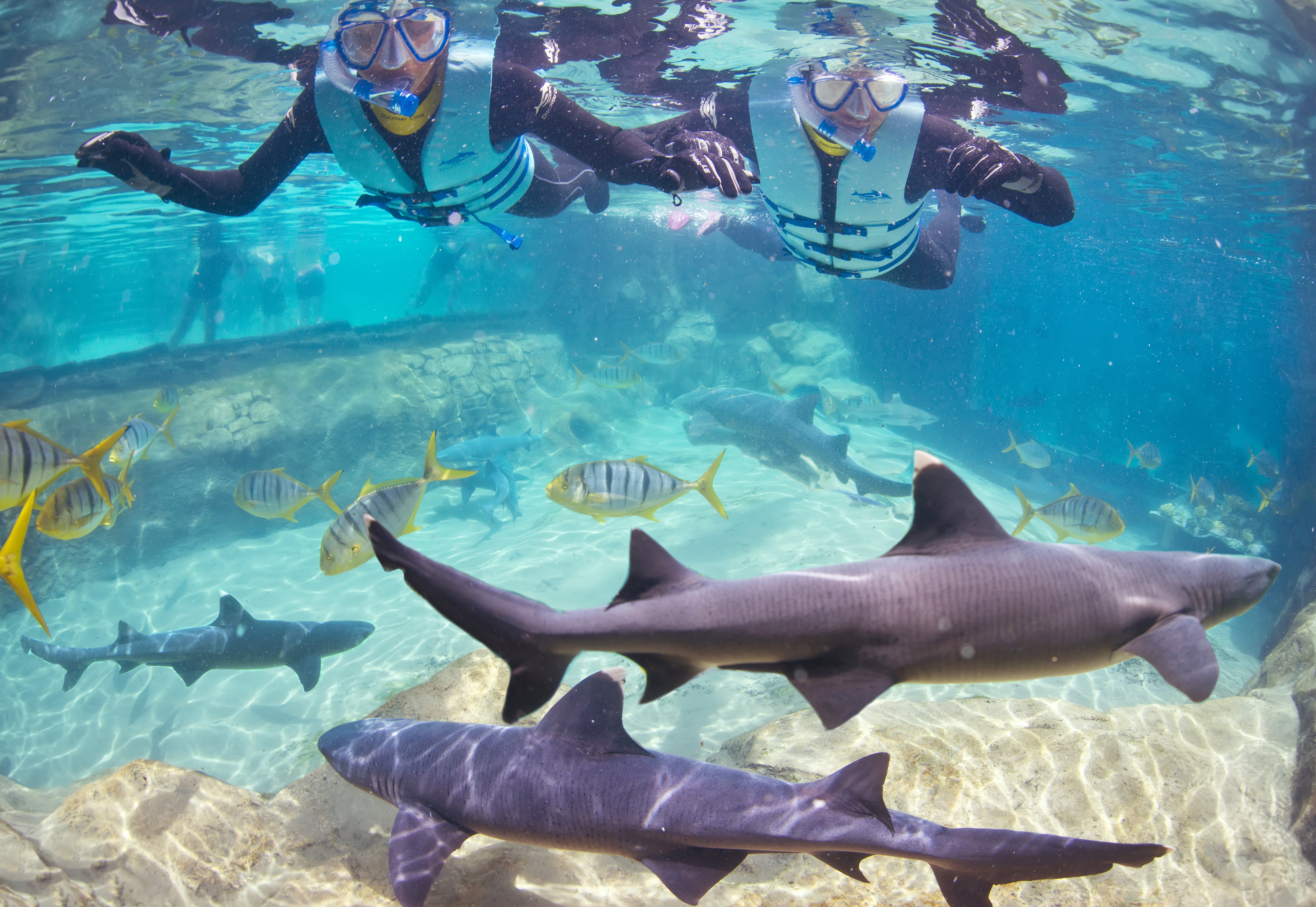 Discovery Cove now offers a swim with the sharks experience