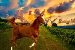  - Holiday Inn Express & Suites Ocala - I-75, Exit 350