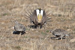  - Candlewood Suites Northwest Craig